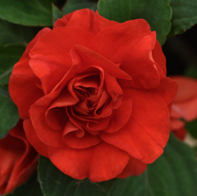 10" HB Double Impatiens Hanging Basket