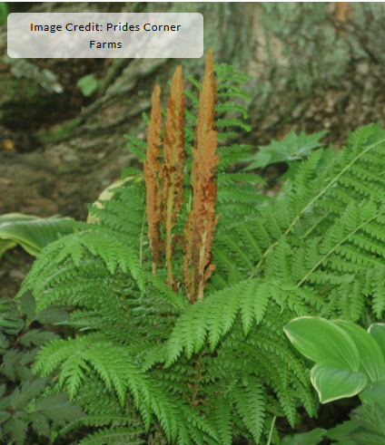 1G Osmunda Cinnamomea (Cinnamon Fern) - 1001014