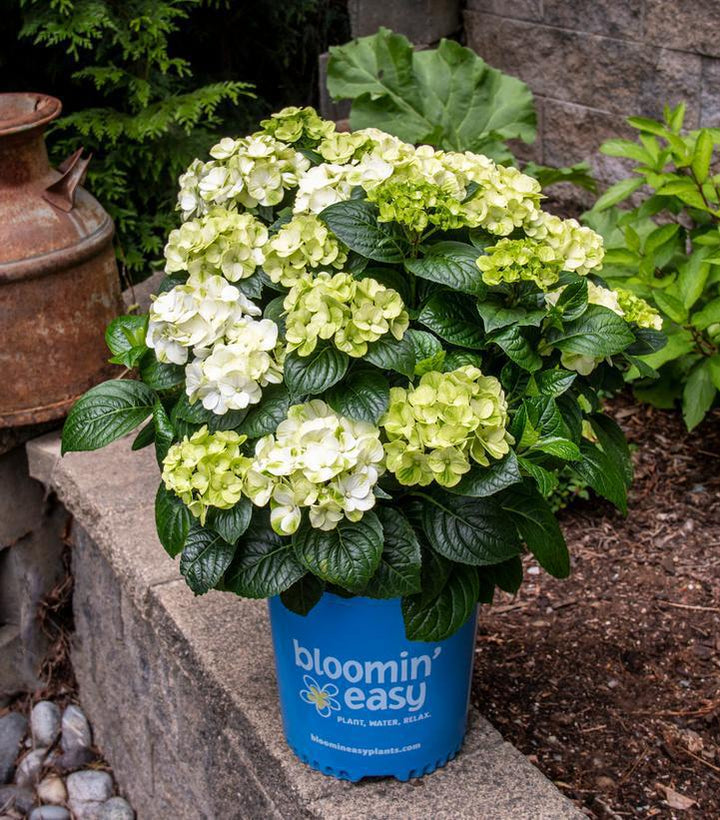 2G Hydrangea Macrophylla Grin and Tonic ('Hokomagrito') - 1020567