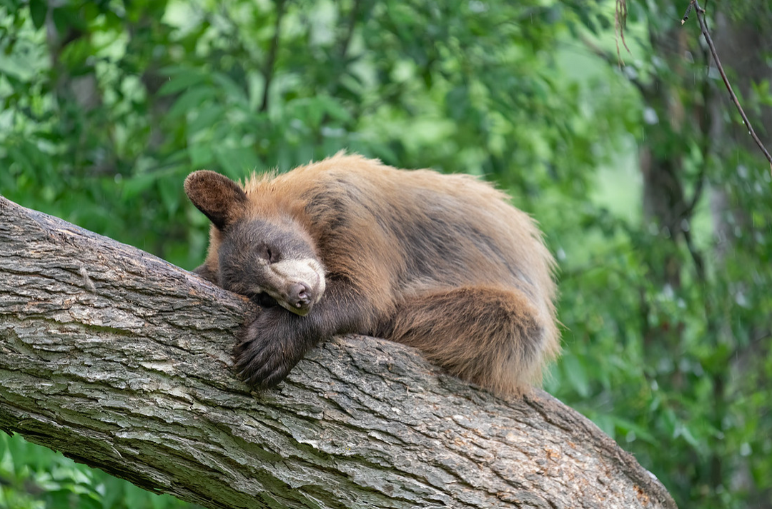 Life is Good: Bear Cub Resting - Greeting Card w/ Envelope