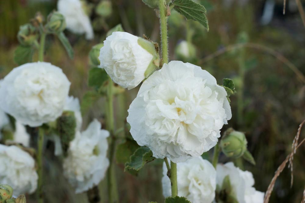 1G Alcea rosea annua Spring Celebrities White White Hollyhock 1005946