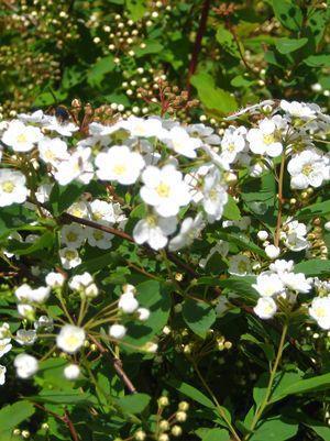 3G Spiraea Vanhouttei 'Renaissance' - 1002091