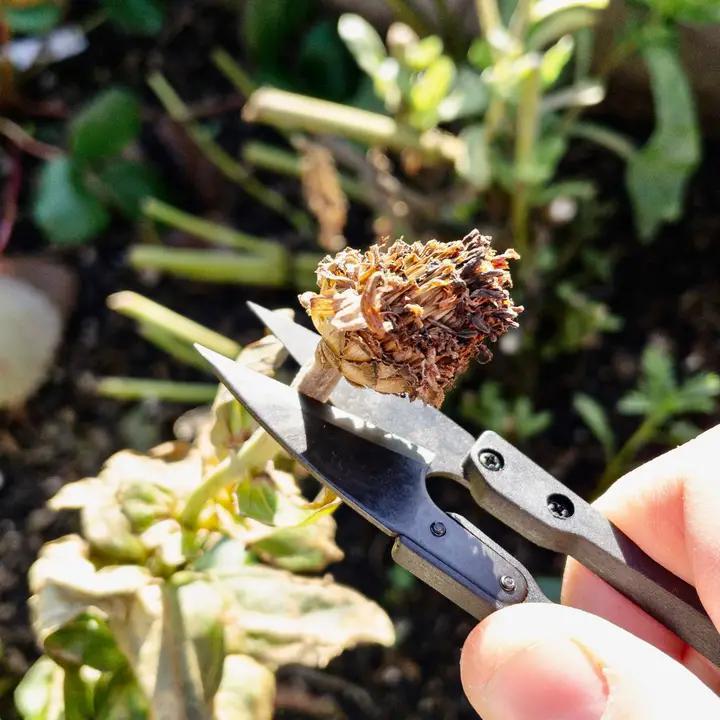 Seattle Seed Co. - Herb Snips - SNIP-SMALL