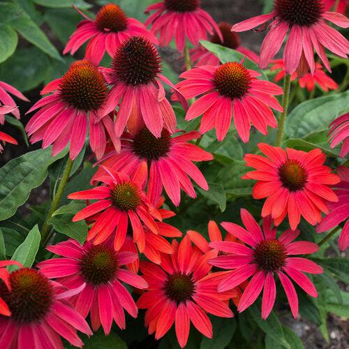 PW® Summersong™ Firefinch™ Coneflower