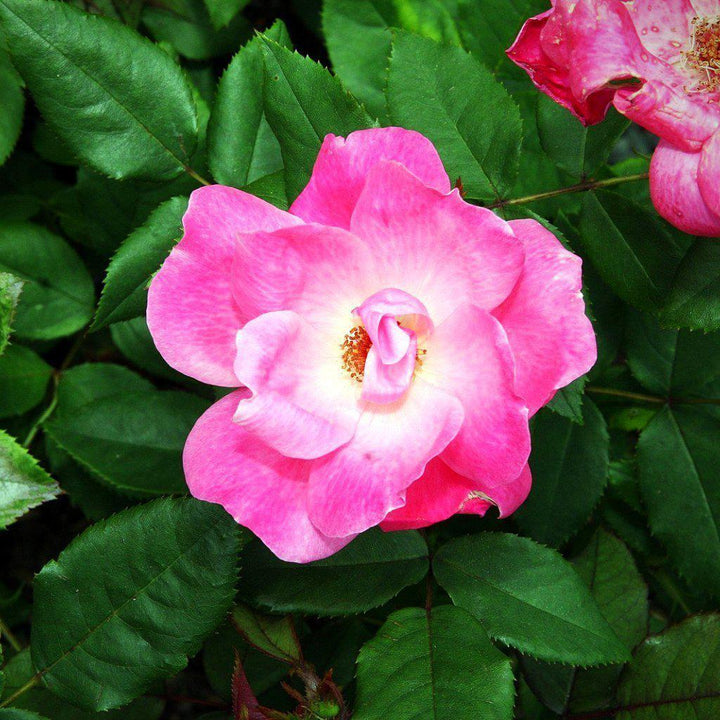 Pink Knock Out® Rose