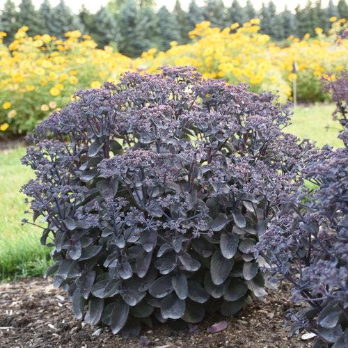 Rock 'N Grow® Back In Black Stonecrop