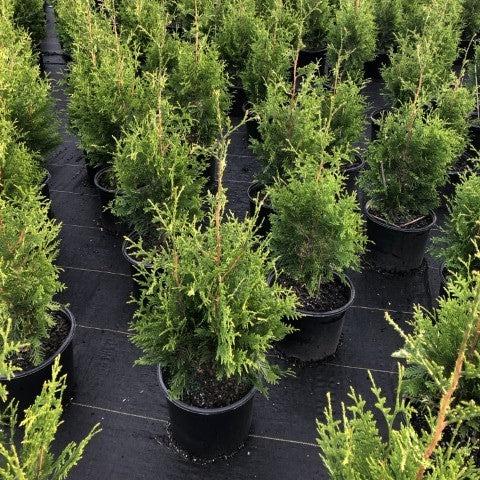 Green Giant Arborvitae