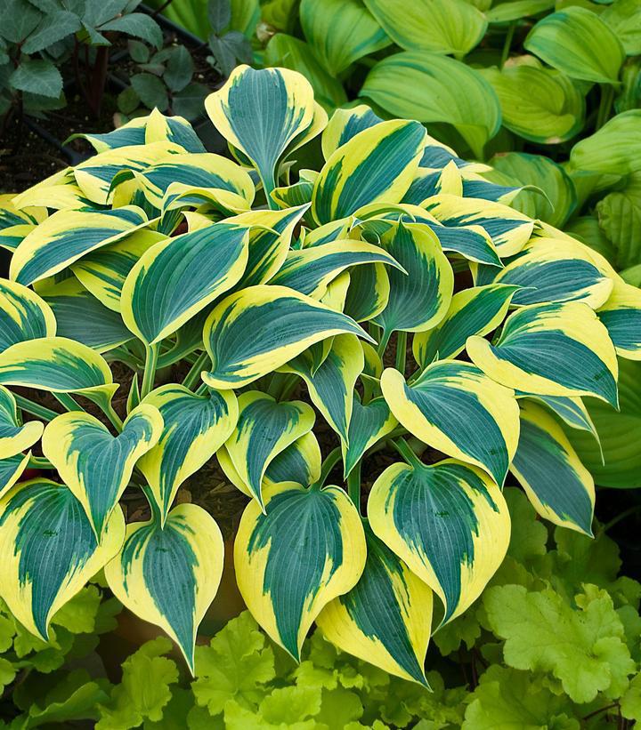 1G PW Hosta Hybrid Shadowland 'Autumn Frost' - 1006612 – Sunny