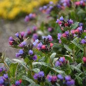 1G Pulmonaria 'Spot On' - Lungwort - 1013238
