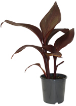 6.75" Canna Lily Red Velvet - G3140