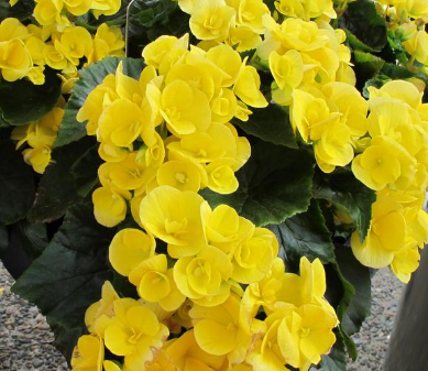4.5" Terra Hiemalis Begonia - Blitz