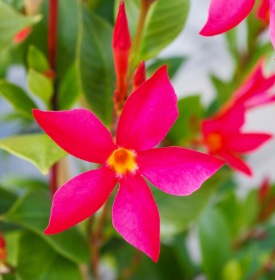 12.5" Urn Mandevilla Sunparasol - Fired Up Coral