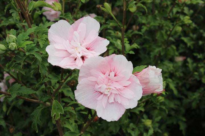 3G Hibiscus Syriacus 'Pink Chiffon' - Rose of Sharon - 1006411