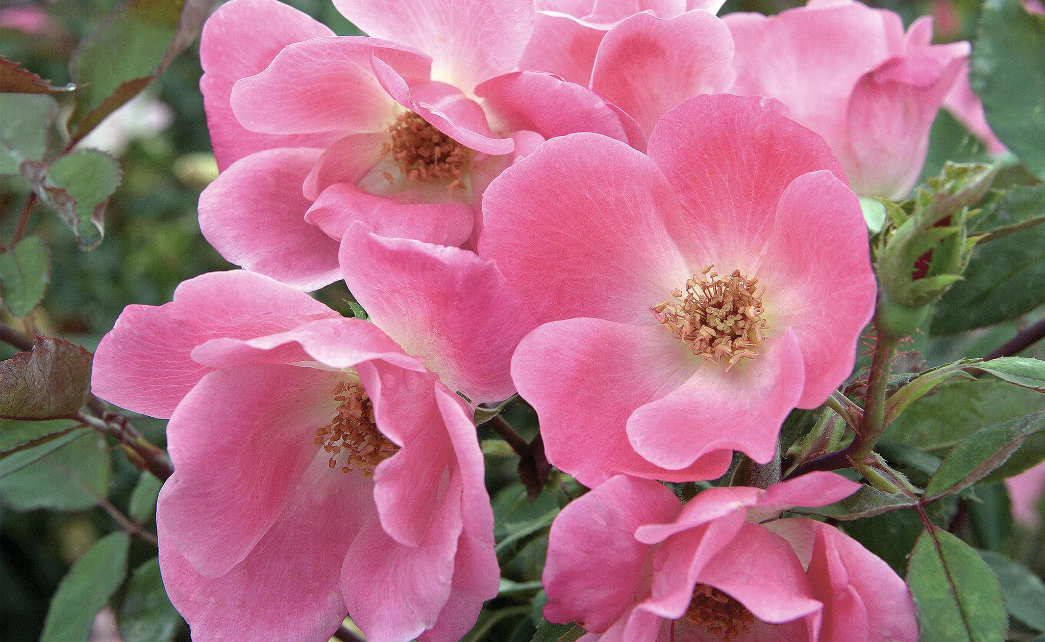 2G Knock Out Rose Bush - 'Pink' - 2645 – Sunny Valley Farms