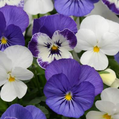 804 Viola - Sorbet Blueberry Sundae Mix