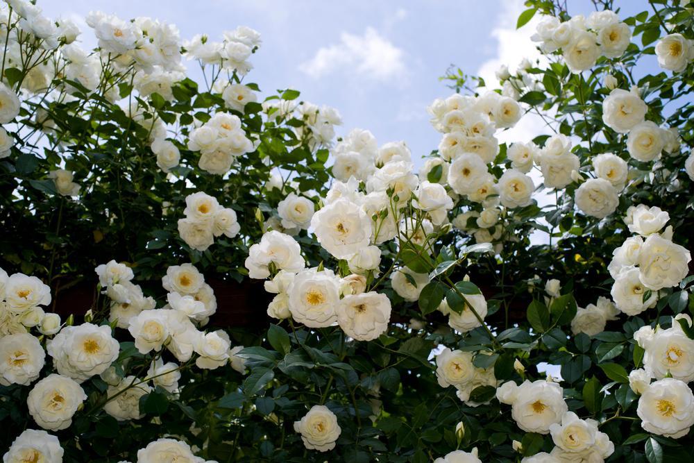 3G Rosa 'Iceberg' Iceberg Floribunda Rose 1002668