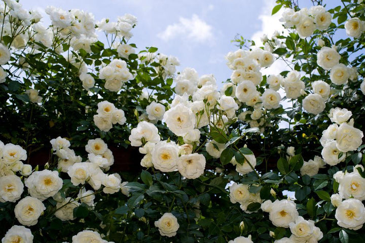 3G Rosa 'Iceberg' Iceberg Floribunda Rose 1002668