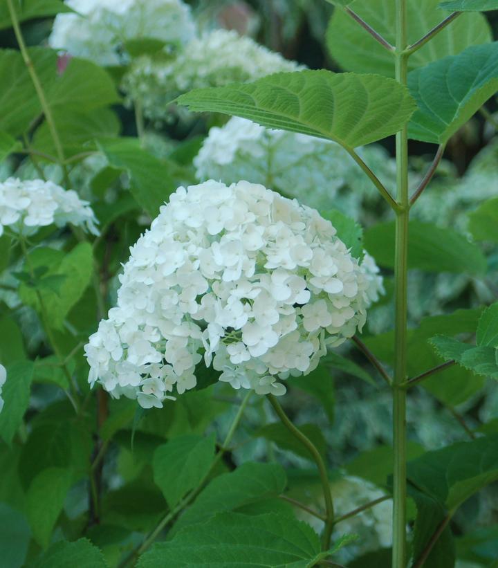 5G PW Hydrangea Arborescens 'Incrediball' - 1005100