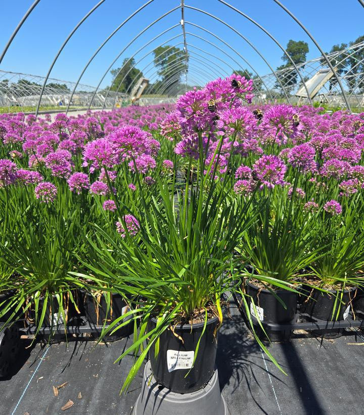 1G Allium 'Millenium' - Flowering Onion / Ornamental Onion - 1015282