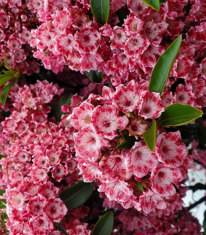 3G Kalmia lat. 'Keepsake' - Mountain Laurel - 1007616