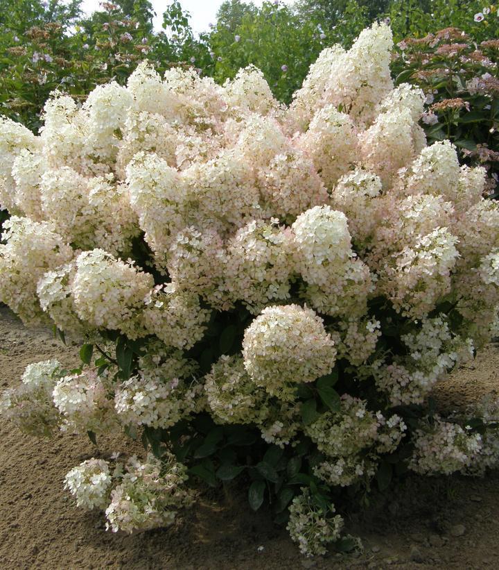 3G Hydrangea Paniculata 'Bobo' - 1005765