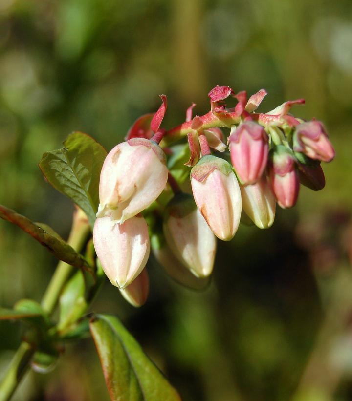 3G Vaccinium Corymbosum 'Blue Ray' - Highbush Blueberry Bush - 1000087