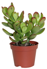 8" Jade