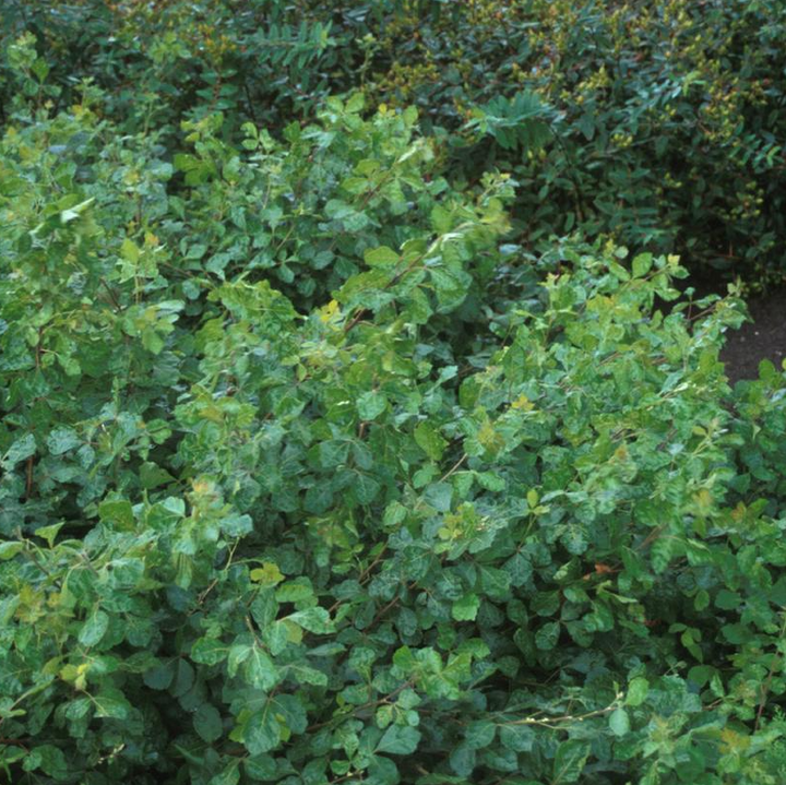 3G Rhus Aromatica 'Gro-Low' - Fragrant Sumac - 1001361