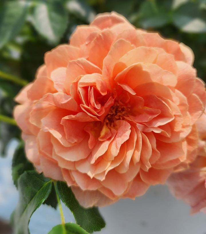 8" Rosa x 'At Last' ('HORCOGJIL') At Last® Rose: Patent PP27,541 1010652