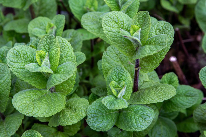 1G Mentha 'Mojito' - Mojito Mint - 1006822