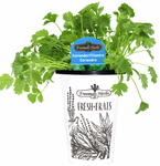 4.33" Organic Coriander Cilantro H0828