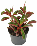 3.5" Peperomia Graveolens - G4858