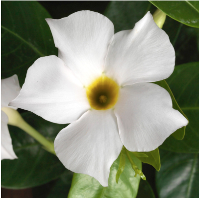 11" HB Mandevilla Hanging Basket