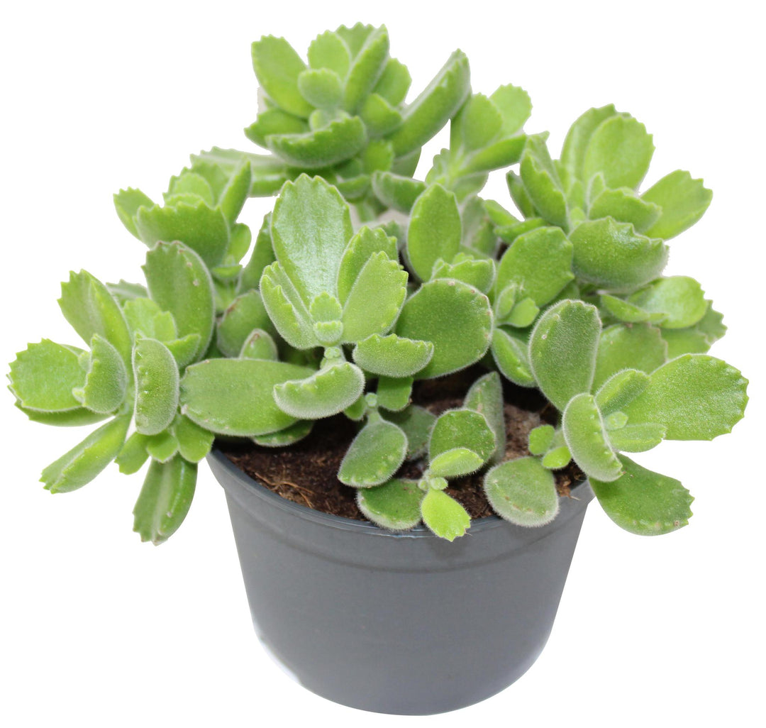 5" Cotyledon Ladismithiensis - Bear Paw G1734