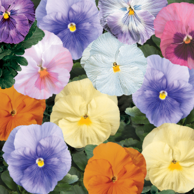 5.5" Pansy - Delta Classic Water Colors Mix