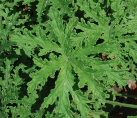 1G Pelargonium Citrosa 'Petite Leaf Mosquito' - Citrus Scented Geranium - 1022757