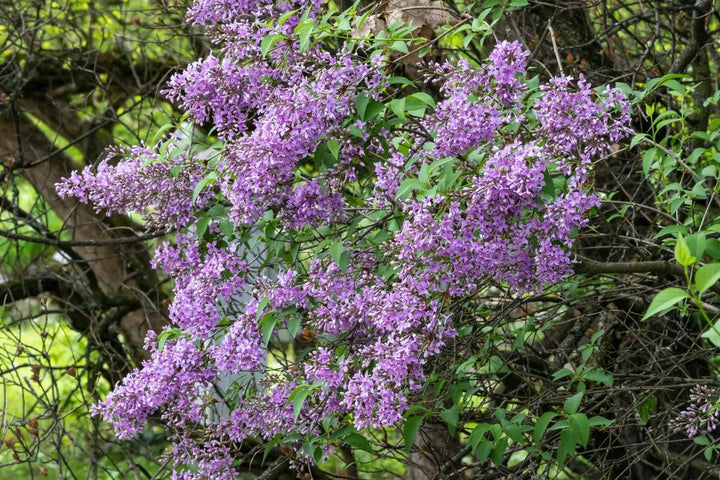 5G Syringa X Hyacinthiflora 'Royal Purple' - Lilac - 1004772