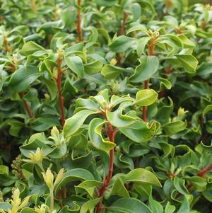 2G Kalmia lat. Raspberry Glow Raspberry Glow Mountain Laurel