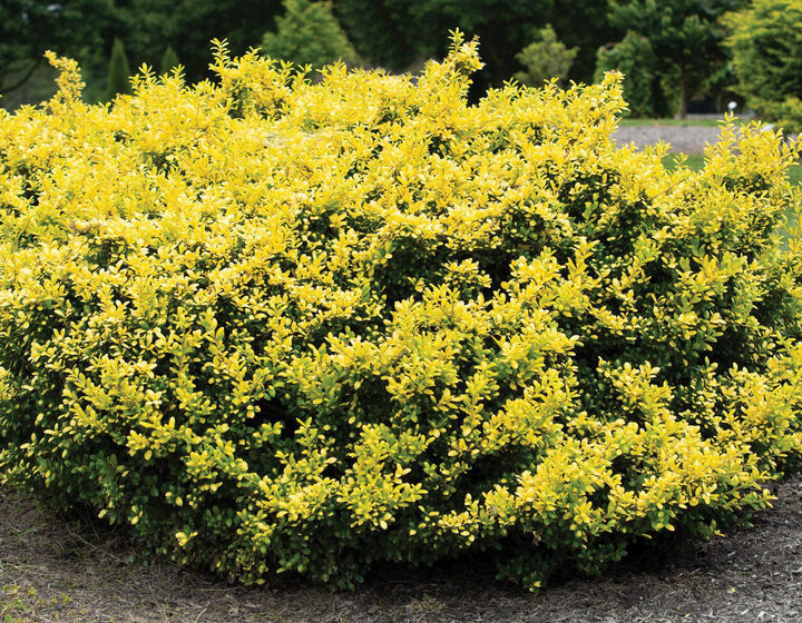 3G Ilex crenata Drops of Gold Drops of Gold Japanese Holly
