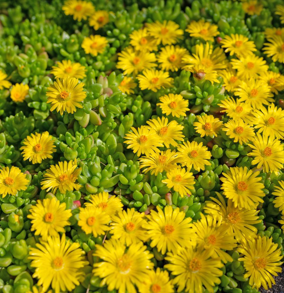 3" Delosperma Nubigena - Hardy Ice Plant - 1002589