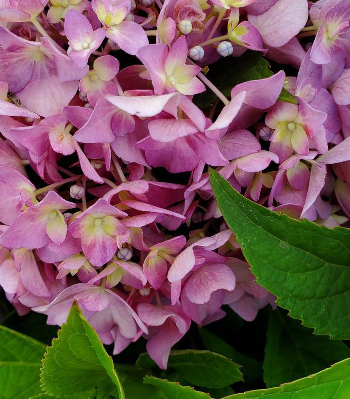 3G Hydrangea x 'Let's Dance ¡Arriba!' ('SMNHSC') Let's Dance ¡Arriba!® Bigleaf Hydrangea: Patent PP33206 1013473