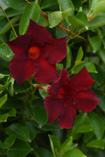 10" HB Mandevilla Small Leaf Vining Merlot - G2469
