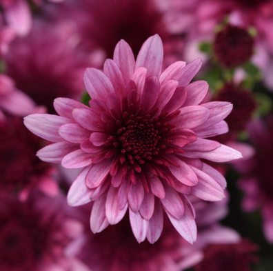 9" Mum - Morgana Pink