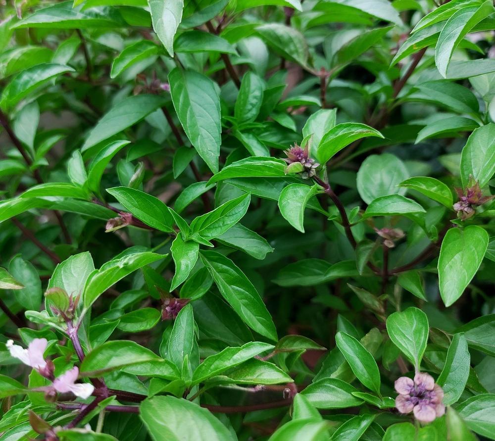1G Ocimum 'Sweet Thai' - Basil - 1005973