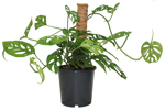 17CM Monstera Adansonii w/ Coco Stake - G5196