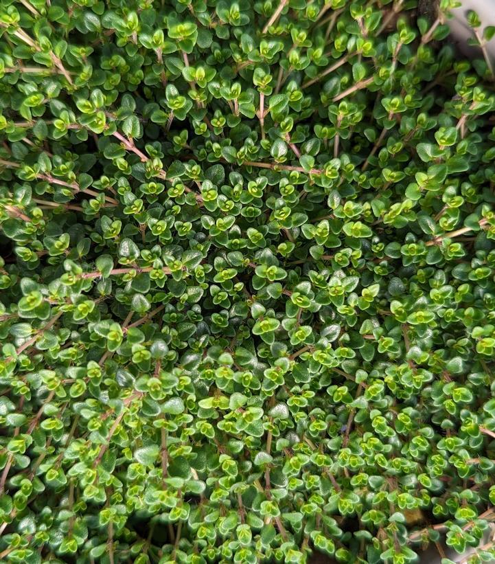 1G Thymus Vulgaris 'Caborn Wine & Roses' - Thyme - 1008178