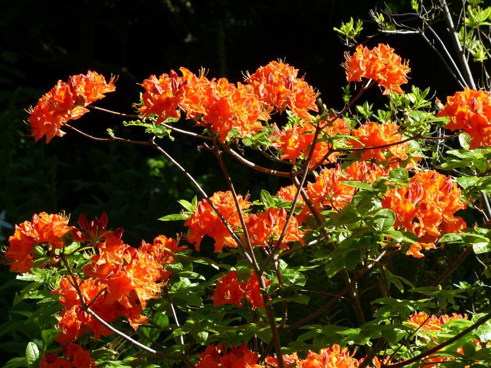 2G Azalea 'Mandarin Lights' - Deciduous - 1001712