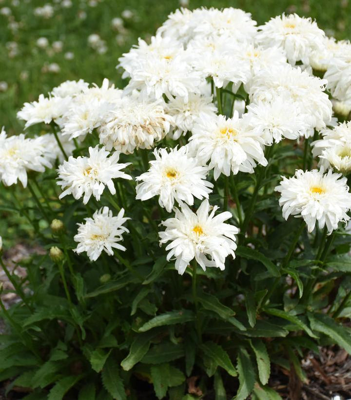 1G PW Leucanthemum Amazing Daisies 'Marshmallow' - Shasta Daisy - 1012908