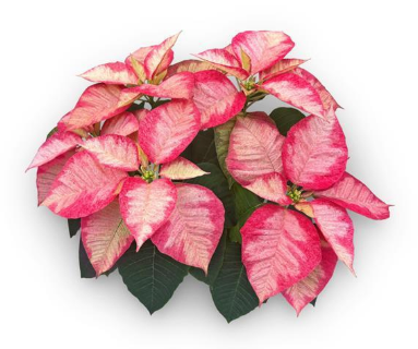 10" Poinsettia - Christmas Aurora Princess
