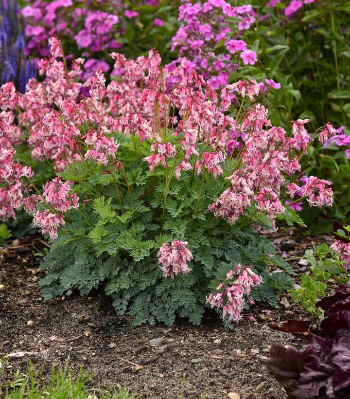 1G PW Dicentra 'Pink Diamonds' - Fern-leaved Bleeding Heart - 1013016